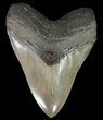 Serrated, Megalodon Tooth - Georgia #70038-1